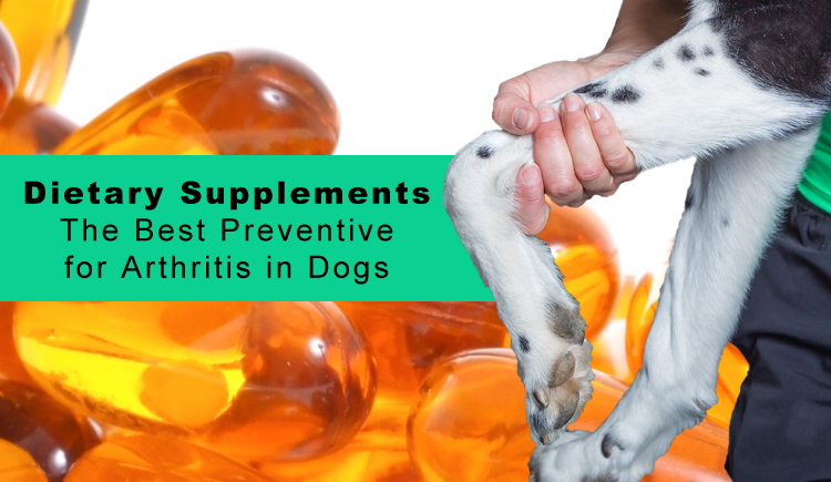 Dietary Supplements- The Best Preventive For Arthritis in Dogs