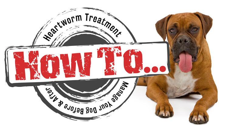 How to manage your Dog Before and After Adult Heartworm Treatment?