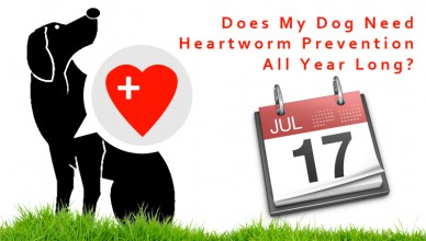 Does My Dog Need Heartworm Prevention all Year Long?