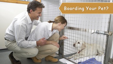 Boarding Your Pet?