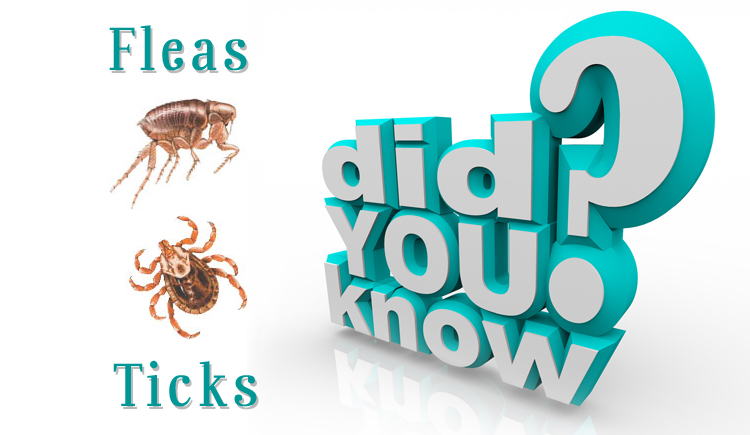 Did You Know about Fleas and Ticks