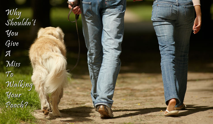 Hidden Benefits of Walking Dogs Yourself