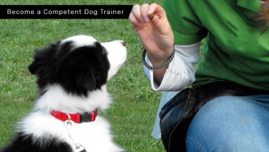 Information On Becoming A Dog Trainer