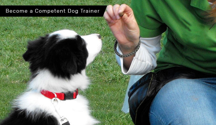 Information On Becoming A Dog Trainer