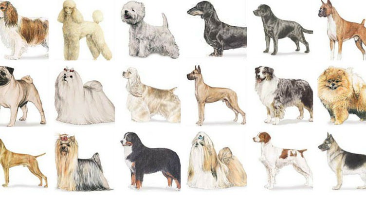 Most Popular Dog Breeds in America 2016