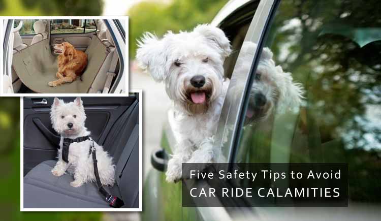 Driving with Dog Then Follow Safety Tips
