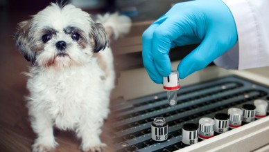 Medical Technology Helped Prevent and Control Heartworms