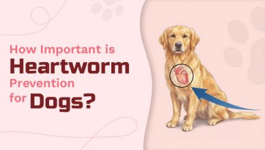 how-important-is-heartworm-prevention-for-dogs