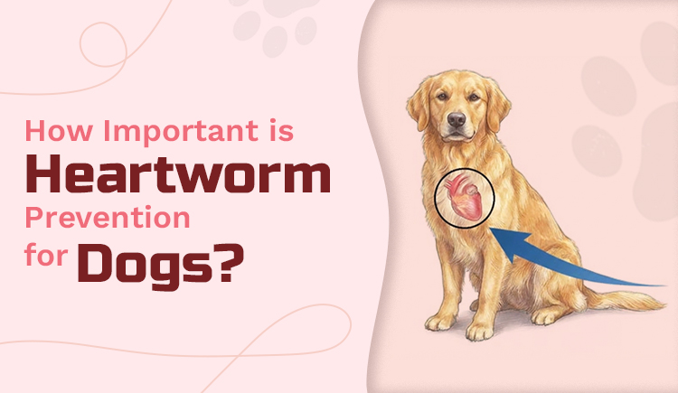 how-important-is-heartworm-prevention-for-dogs