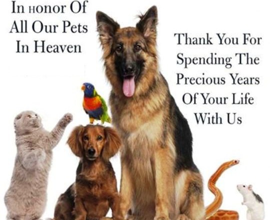National Pet Memorial Day