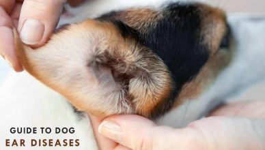 Guide To Dog Ear Diseases