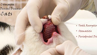 Cat Dental Problems
