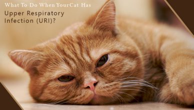 What To Do When Your Cat Has Upper Respiratory Infection