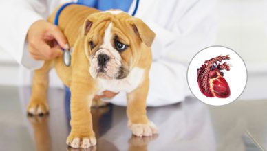 How to Detect Heartworm Disease in Your Dog - Budget Pet World Blog