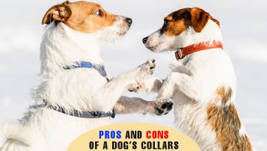 pros and cons of a dog's collar