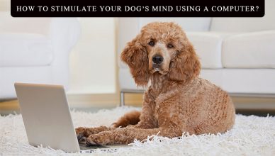 How to Stimulate Your Dog’s Mind Using a Computer BudgetPetWorld