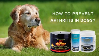 How To Prevent Arthritis in Dogs?