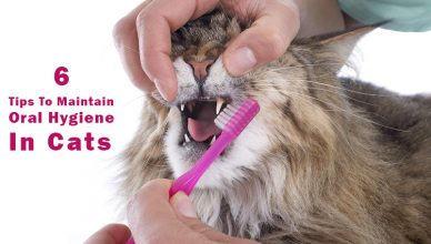 6 Tips to maintain oral hygiene in cats