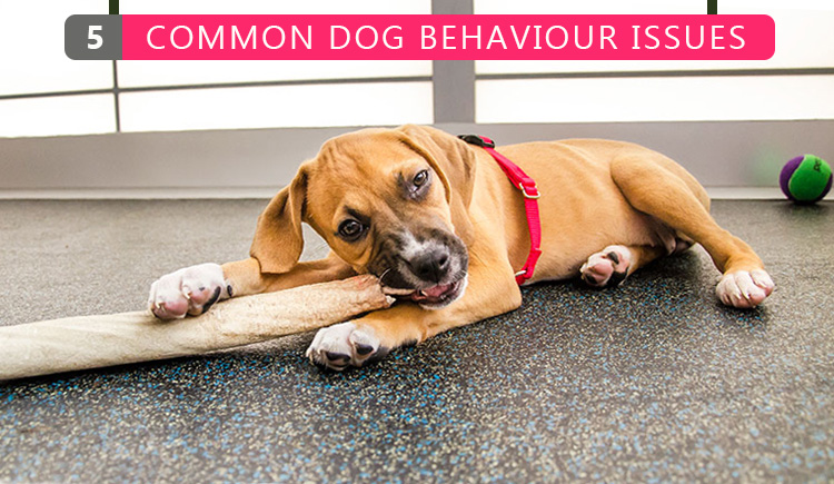 5 Common Dog Behavior Issues - BudgetPetWorld