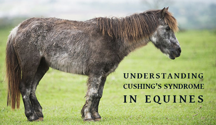 Cushing Equines In horses -BudgetPetWorld
