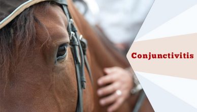 Conjunctivitis-In-Horses
