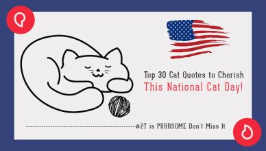 Top 30 cat quotes to cherish this national cat day
