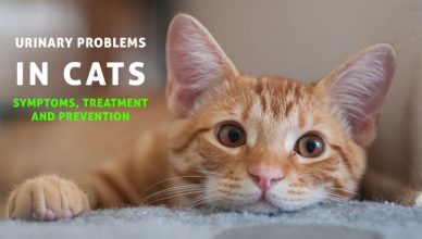 Urinary Problems in Cats: Symptoms, Treatment and Prevention