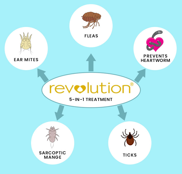 Revolution all in one treatment