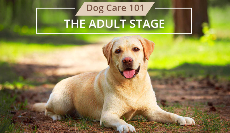 Dog Care 101 - The Adult Stage