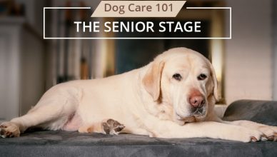 Stage 3 Senior Stage of Dog Life