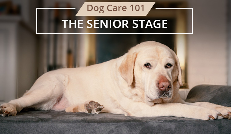 Stage 3 Senior Stage of Dog Life