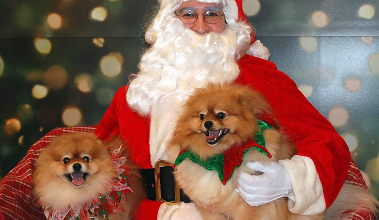 6 Exciting Ways to Include Your Pet in Christmas Celebrations