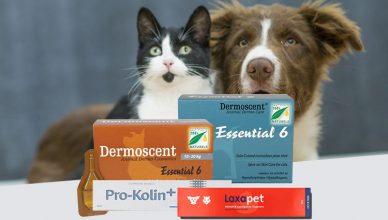 Best Nutritional Supplements for your pets