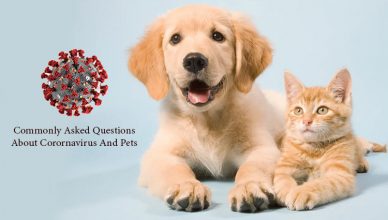 Commonly Asked Questions About Corornavirus And Pets