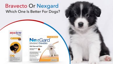 Bravecto Or Nexgard Which One is better for Dogs?