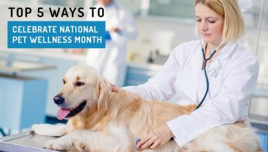 Top 5 Ways to celebrate National Pet Wellness Month