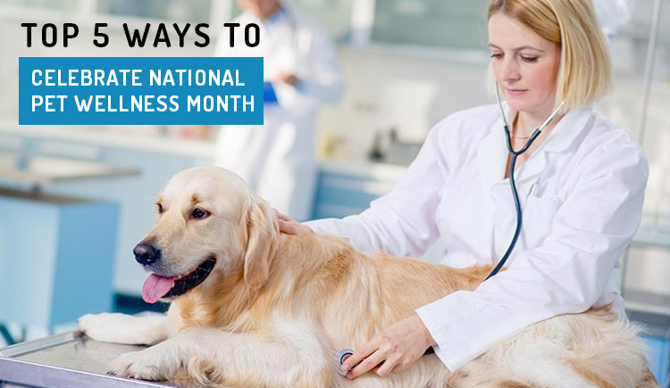 Top 5 Ways to celebrate National Pet Wellness Month