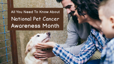 All you need to know about national pet cancer awareness month
