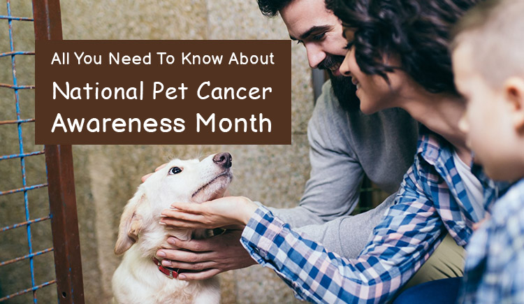 All you need to know about national pet cancer awareness month