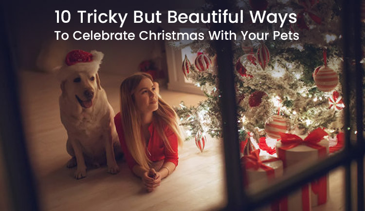 10 Tricky But Beautiful Ways to Celebrate Christmas with Your Pets