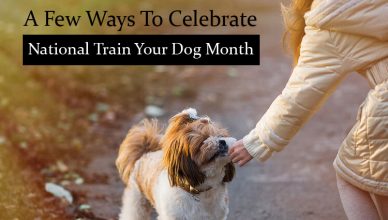 A few ways to Celebrate National Train Your Dog Month