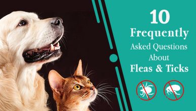 10 Frequently Asked Questions About Fleas and Ticks