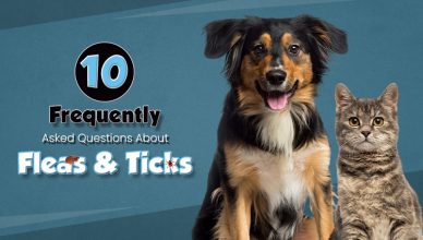 10-frequently-asked-questions-about-fleas-and-ticks
