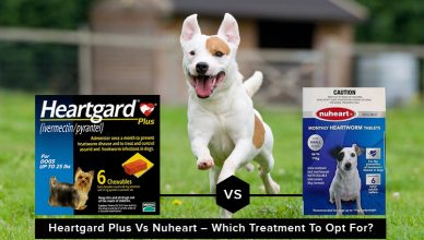 Heartgard Plus Vs Nuheart – Which Treatment To Opt For?