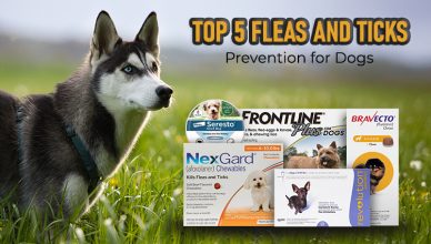 top-5-fleas-and-ticks-prevention-for-dogs