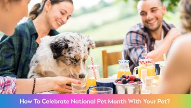 How to Celebrate National Pet Month with Your Pet?
