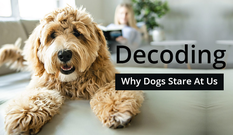 Decoding Why Dogs Stare at Us