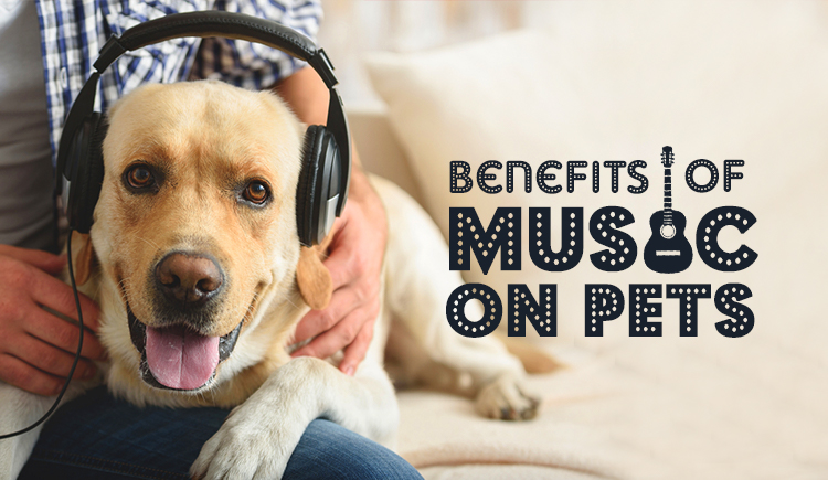 Benefits of Music on Pets