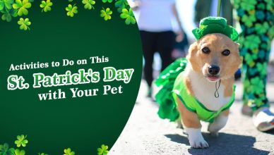 Activities to do on this St. Patrick's Day with your Pet