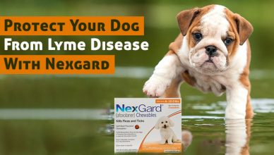 Protect Dog From Lyme Disease With Nexgard